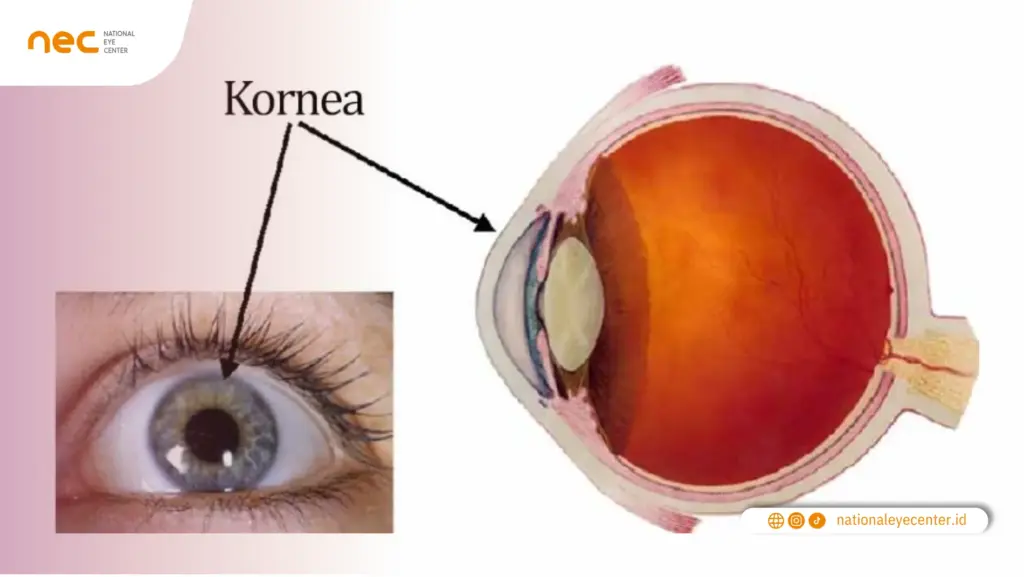 Kornea Mata