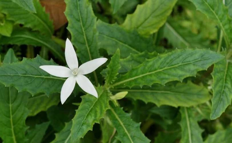 Apakah daun kitolod bisa menyembuhkan katarak?