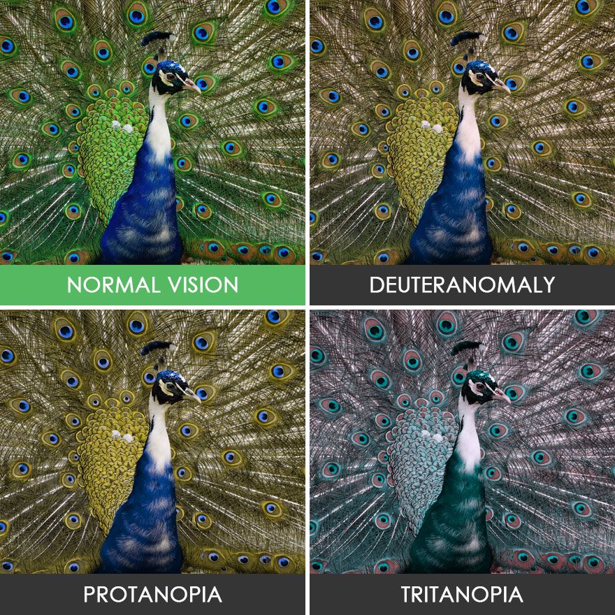 penglihatan Buta Warna