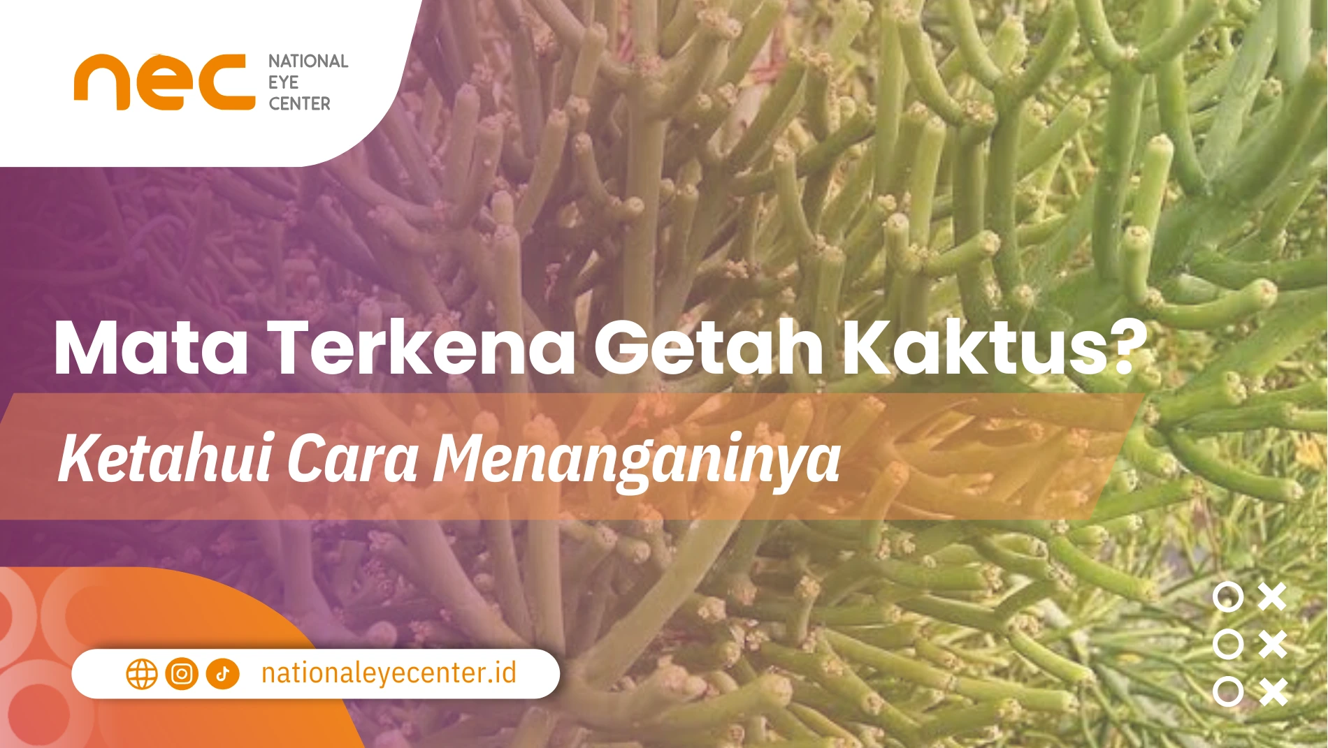 Mata Terkena Getah Kaktus