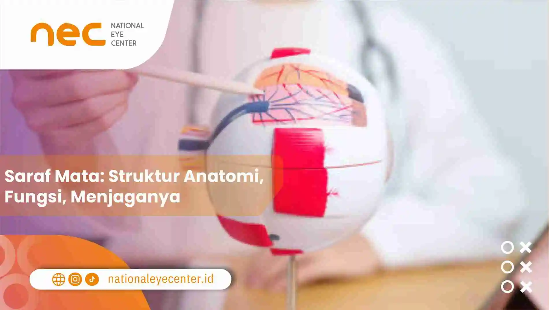 Saraf Mata: Struktur Anatomi, Fungsi, Menjaganya