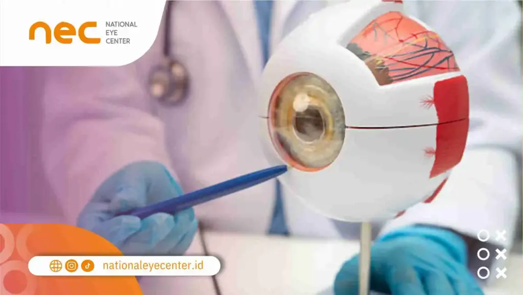 Struktur dan Anatomi Saraf Mata